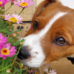 The Jack Russell’s Nose May Be Better Than Its Reputation Curious Dog Sniffing Pink Daisies