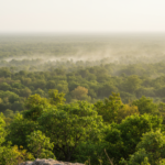 A dense forest canopy under warm dry atmospheric conditions with healthy green growth and subtle signs of moisture stress