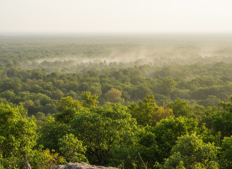 A dense forest canopy under warm dry atmospheric conditions with healthy green growth and subtle signs of moisture stress