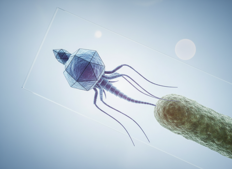 Clean editorial science image for a research news article about bacteriophage genetics. One single bacteriophage as the clear main subject, viewed close-up with an elegant geometric viral head and tail fibers approaching one bacterial cell, subtle laboratory microscopy atmosphere, realistic scientific visualization, uncluttered composition, generous negative space, no text, no labels, no logos, no watermark, professional magazine photography aesthetic