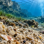 More than 400,000 km² of Mediterranean seabed may cross pH 7.7 by 2100 Conceptual underwater macro scene showing tiny spiral marine shells on Mediterranean seabed