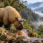 More Than 500 Rare Himalayan Takins Gathered at Sites Identified by Indigenous Communities Illustrative image of a shaggy takin drinking near moss-covered rocks in a misty Himalayan mountain forest