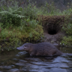Platypus swimming at dusk in a vegetated Tasmanian freshwater stream.