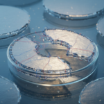 Synchronising stem-cell cycles improved treatment outcomes in mouse colitis