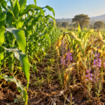 Study estimates parasitic weeds cost African maize farmers $1.04 billion a year